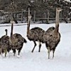 21.02.2021 / Yavru Deve Kuşlarının Kar Yeme Yarışı