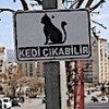 16.02.2021 / Dikkat Kedi Çıkabilir