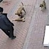21.02.2021 / Balıkesir’de Korkunç Olay! Köpeklerine 20 Kediyi Boğdurttu