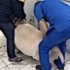 06.02.2021 / Kilosuyla Şaşırtan Köpek Tedaviye Alındı