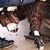 21.01.2021 / Otomobilin Far Bölümlerine ve Yakıt Deposuna Gizlenmiş 4 Kuzu Ele Geçirildi