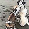 20.02.2021 / Sokak Köpeğine Saldıran Pitbull Sahibine 20 Bin Lira Ceza