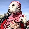 25.12.2020 / Ankara’da Ses Telleri Kesilen Köpekler Sahiplendirilecek