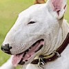 19.01.2021 / İskoçya’da Akılalmaz Bir Olay Yaşandı, Tacize Uğrayan Kadını Köpek Kurtardı