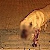 15.02.2021 / Tarsus’ta Dehşet: Sokak Köpeğinin Gözlerini Oyup Sopayla Öldüresiye Dövdüler