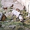 20.02.2021 / Tunceli’de Yaban Keçisi Sürüsü Fotokapanda