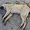 22.02.2021 / 10 Köpeği Zehirleyerek Öldüren Adama Para Cezası