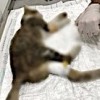 23.10.2020 / Antep’te Katliam: Çok Sayıda Kedi, Fare Zehriyle Öldürüldü!
