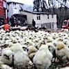 01.02.2021 / Kocaeli’nde Binlerce Civciv Yanarak Yaşamını Yitirdi