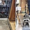 18.03.2021 / Eve Giren Rakun, Bulaşık Makinesinde Uyuyakaldı