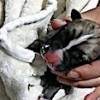 27.02.2021 / Çöpte Bulunan Yavru Köpeği Sahiplenip Biberon ve Şırıngayla Beslediler