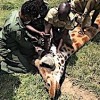 22.02.2021 / Kenya’da Nesli Tükenmekte Olan 3 Rothschild Zürafası Elektrik Tellerine Takılarak Öldü