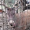 18.03.2021 / Hayvanat Bahçesindeki Geyiği Kaçırıp Keserek Yediler