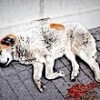 08.03.2021 / Hasta Diye Veterinere Götürülen Köpeğin Vücudundan Yüzlerce Saçma Çıktı