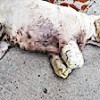 18.11.2020 / Samsun’da Vahşet! 2 Bacağı Kesilmiş Yavru Köpek Bulundu