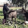 10.03.2021 / Eşeğin Oğlağa Annelik Yapması Şaşırttı