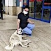 29.03.2021 / ‘Pamuk’ 14 Gün Boyunca Hastane Kapısından Ayrılmadı, Sahibini Bekledi