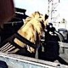 25.02.2021 / Sokakta Dolaşan Aslan Paniğe Neden Oldu