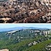 17.10.2020 / Geçen Yıl Yanan Orman Alanlarının Yarısından Fazlası Ağaçlandırıldı