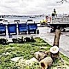 23.04.2021 / 100’er Ağaç Cezası