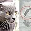 20.04.2021 / Sevimli Kedi 4. Kattan Dört Ayak Üstüne Düştü