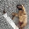 05.04.2021 / Nesli Tükenmekte Olan Çizgili Sırtlan Araç Çarpmasıyla Öldü