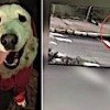 03.04.2021 / Avcılar’da, Bir Kadın Tasmasından Sürükleyerek Köpek Çaldı