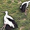 04.04.2021 / Göç Yolundaki Leylekleri Denizli’de Tüfekle Öldürdüler