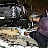 07.04.2021 / Kurnaz Tilki Her Akşam Misafirliğe Geliyor, En Çok Peynir Seviyor