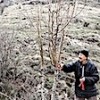 15.04.2021 / Emekli Öğretmen Doğadaki Yabani Ağaçları Meyve Vermesi İçin Gönüllü Olarak Aşılıyor