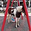 17.04.2021 / Salıncakta At Gördüler, Gözlerine İnanamadılar