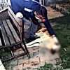 15.04.2021 / Simav’da 5 Köpek Zehirlenerek Öldü! Olayla İlgili Flaş Gelişme