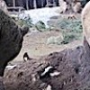 20.02.2021 / Ayının Telef Olan İneği Görünce Yaptığı Şoke Etti! Anbean Kameraya Yansıdı