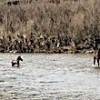 13.04.2021 / Sürüklenen Yavru Atın İmdadına Annesi Yetişti