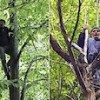 28.04.2021 / Katliamı Durdurmak İçin Mücadele Sürüyor, İkizdereliler Ağaçlara Çıktı