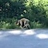 10.05.2021 / Araba Çarpan Yavrusunu Yol Kenarına Taşıdı
