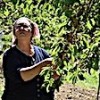 17.05.2021 / Kirazın Dalında Kalmasına Gönlü Razı Olmadı, İnternetten ‘Ağaç Kiralama’ Dönemini Başlattı