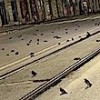 01.01.2021 / Roma’da Yılbaşı Kutlaması: Havai Fişeklerle Yüzlerce Kuş Öldürüldü