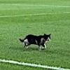 12.04.2021 / Kadıköy’deki Maçta Sahaya Kedi Girdi