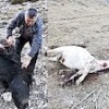 01.01.2021 / Vahşet! Biri Hamile İki Yılkı Atı Silahla Vuruldu