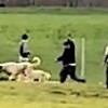 13.04.2021 / Sokak Köpeklerini Önce Dövüştürdüler, Sonra Sopayla Dövdüler