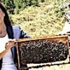 01.03.2021 / Tarım İlacı Zehirledi, 100 Bin Bal Arısı Telef Oldu