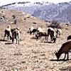 01.05.2021 / Yaban Hayatının Bahar Hareketliliği Görüntülendi