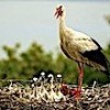 17.05.2021 / Yaren Leylek Yavrularıyla Görüntülendi
