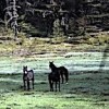 11.05.2021 / Torosların Vahşi Güzelliği ‘Yılkı Atları’