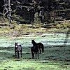 11.05.2021 / Torosların Vahşi Güzelliği ‘Yılkı Atları’
