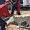 13.03.2021 / Şanlıurfa’da Zeytin Tenekesine Başı Sıkışan Köpek Kurtarıldı