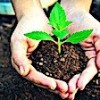 12.06.2021 / 600 Milyon Fidan Toprakla Buluşacak