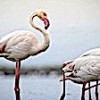 03.05.2021 / ‘Dronlar Flamingoları Strese Sokuyor’