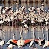 03.09.2017 / İzmir Kuş Cenneti’nde Flamingo Rekoru Kırıldı